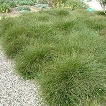 carex-howardii-phoenix-green-3