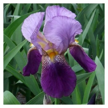 iris-germanica-alcazar-1