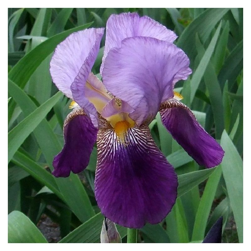 iris-germanica-alcazar-1