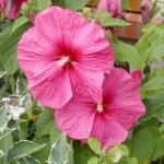 mocvarni-hibiskus-luna-rose-2