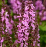 salvia-nemorosa-rose-marvel-1