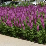 salvia-nemorosa-rose-marvel-2