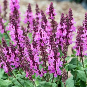 salvia-nemorosa-rose-marvel-3