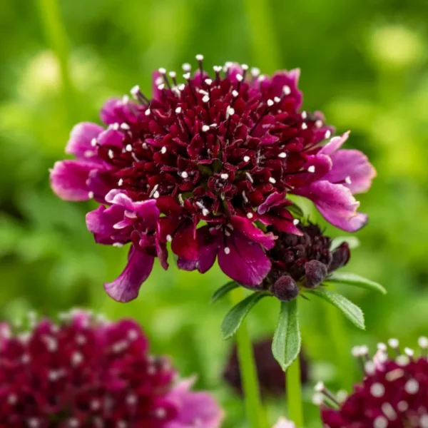scabiosa-barocca-1