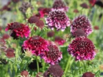 scabiosa-barocca-2