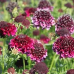 scabiosa-barocca-2