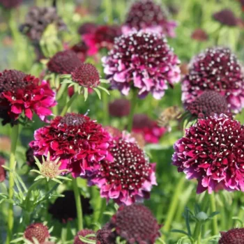 scabiosa-barocca-2