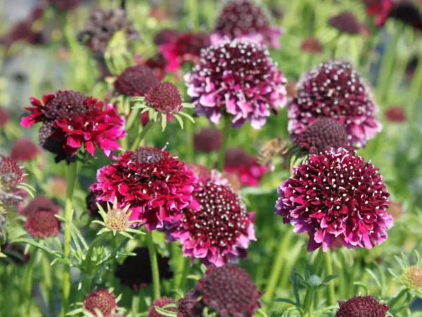 scabiosa-barocca-2