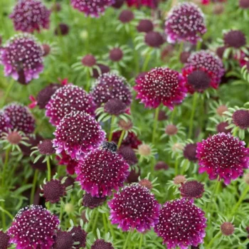 scabiosa-barocca-3