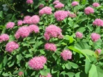spirea-densiflora-1