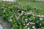spirea-densiflora-2