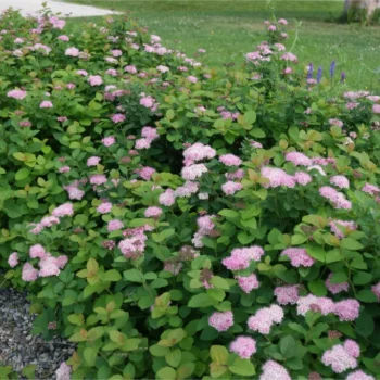 spirea-densiflora-2