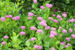 spirea-densiflora-3