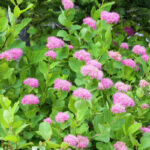spirea-densiflora-3
