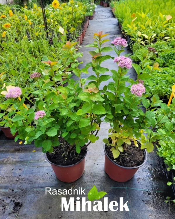 spirea-densiflora-4
