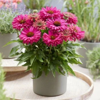 Ehinacea-SunSeekers-Sweet-Fuchsia-1