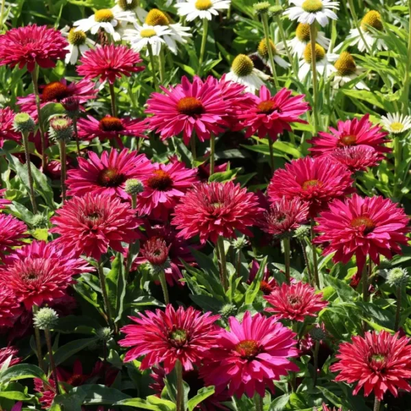 Ehinacea-SunSeekers-Sweet-Fuchsia-2