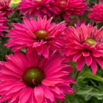Ehinacea-SunSeekers-Sweet-Fuchsia-3