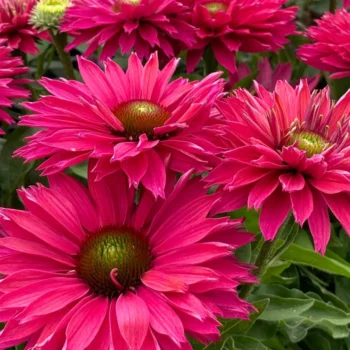 Ehinacea-SunSeekers-Sweet-Fuchsia-3