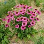 Ehinacea-purpurea-PowWow-Wild-Berry-1