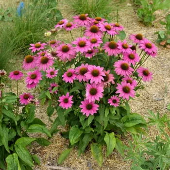 Ehinacea-purpurea-PowWow-Wild-Berry-1