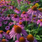 Ehinacea-purpurea-PowWow-Wild-Berry-2