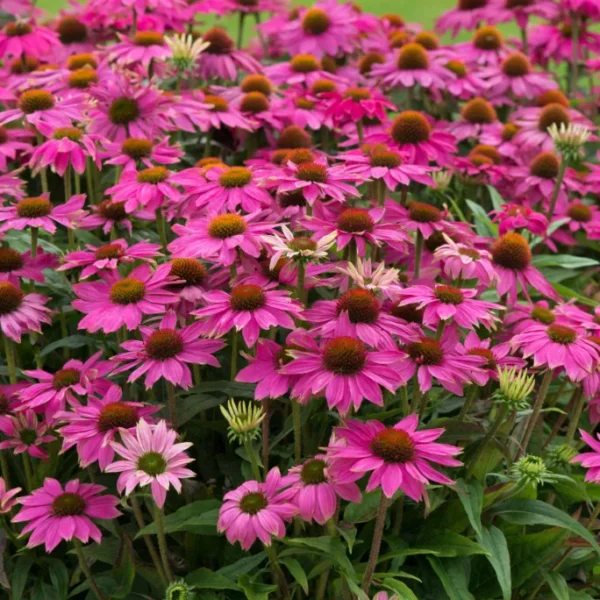 Ehinacea-purpurea-PowWow-Wild-Berry-3