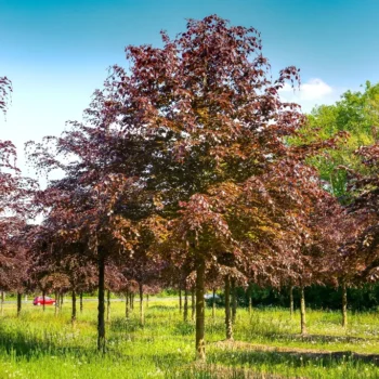 Fagus-sylvatica-atropunicea-1