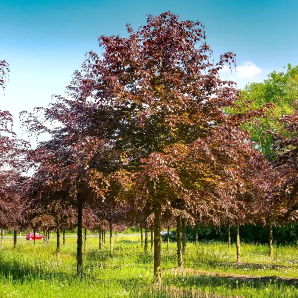 Fagus-sylvatica-atropunicea-1