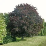 Fagus-sylvatica-atropunicea-2