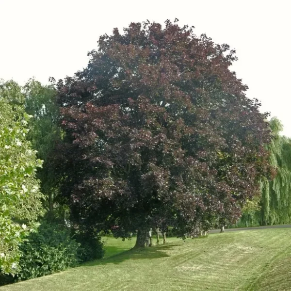 Fagus-sylvatica-atropunicea-2