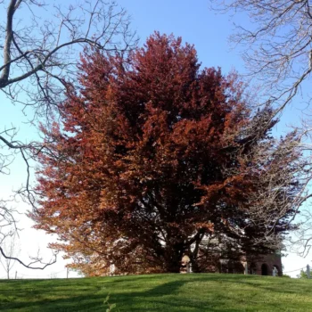 Fagus-sylvatica-atropunicea-3