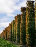 Fagus-sylvatica-atropunicea-4