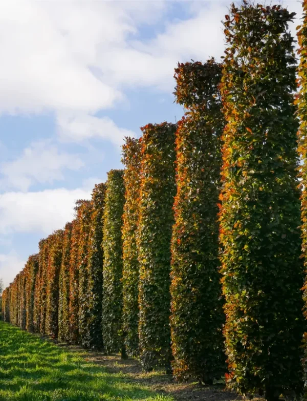 Fagus-sylvatica-atropunicea-4