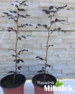 Fagus-sylvatica-atropunicea-sadnice