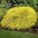 Hakonechloa-macra-All-Gold-1