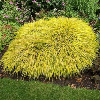 Hakonechloa-macra-All-Gold-1