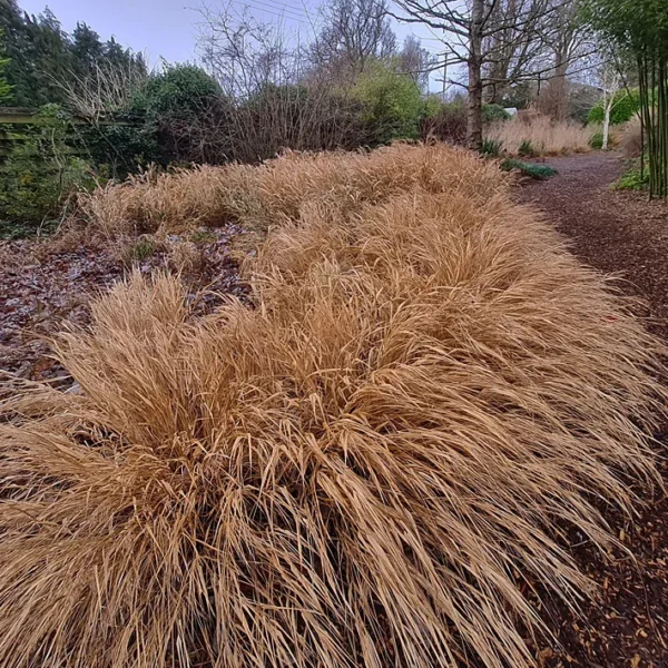 Hakonechloa-macra-All-Gold-2
