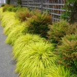 Hakonechloa-macra-All-Gold-3
