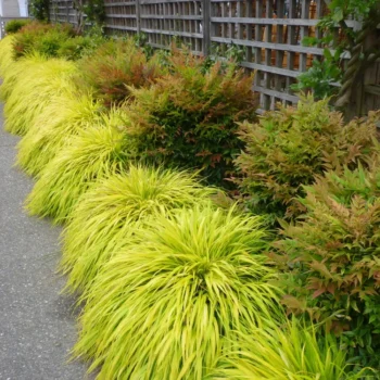 Hakonechloa-macra-All-Gold-3