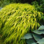 Hakonechloa-macra-All-Gold-4