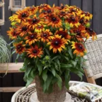 Rudbeckia-summerina-Blazing-Fire-1