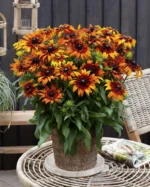 Rudbeckia-summerina-Blazing-Fire-1