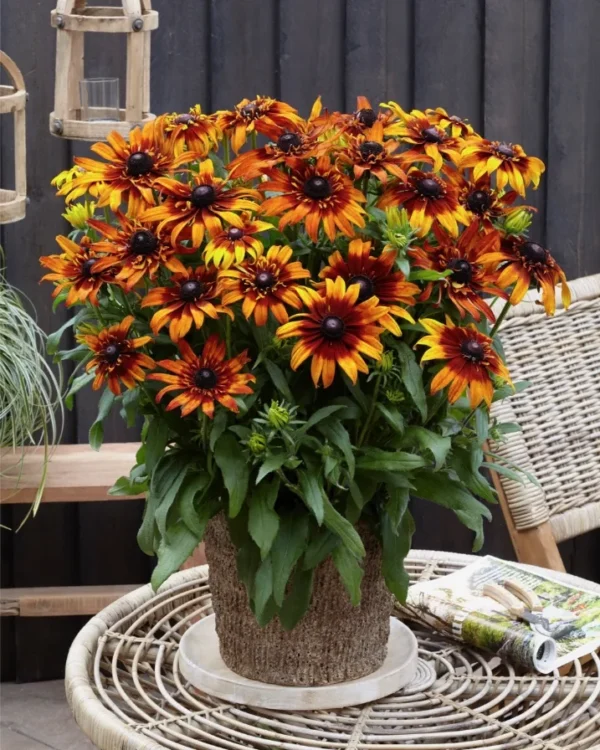 Rudbeckia-summerina-Blazing-Fire-1
