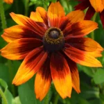 Rudbeckia-summerina-Blazing-Fire-2