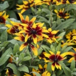 Rudbeckia-summerina-Blazing-Fire-3