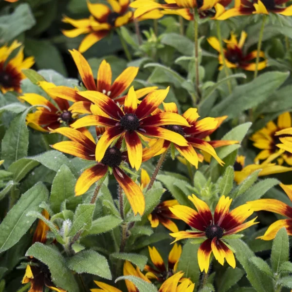 Rudbeckia-summerina-Blazing-Fire-3