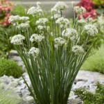 allium-cliffs-of-dover-1