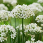 allium-cliffs-of-dover-2