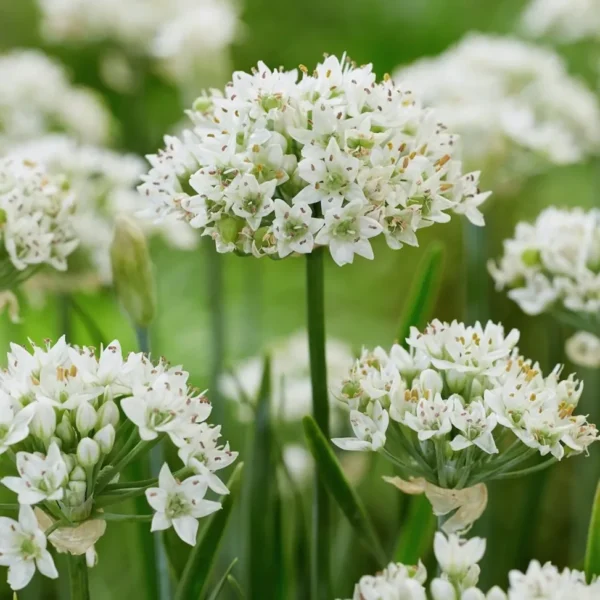 allium-cliffs-of-dover-2
